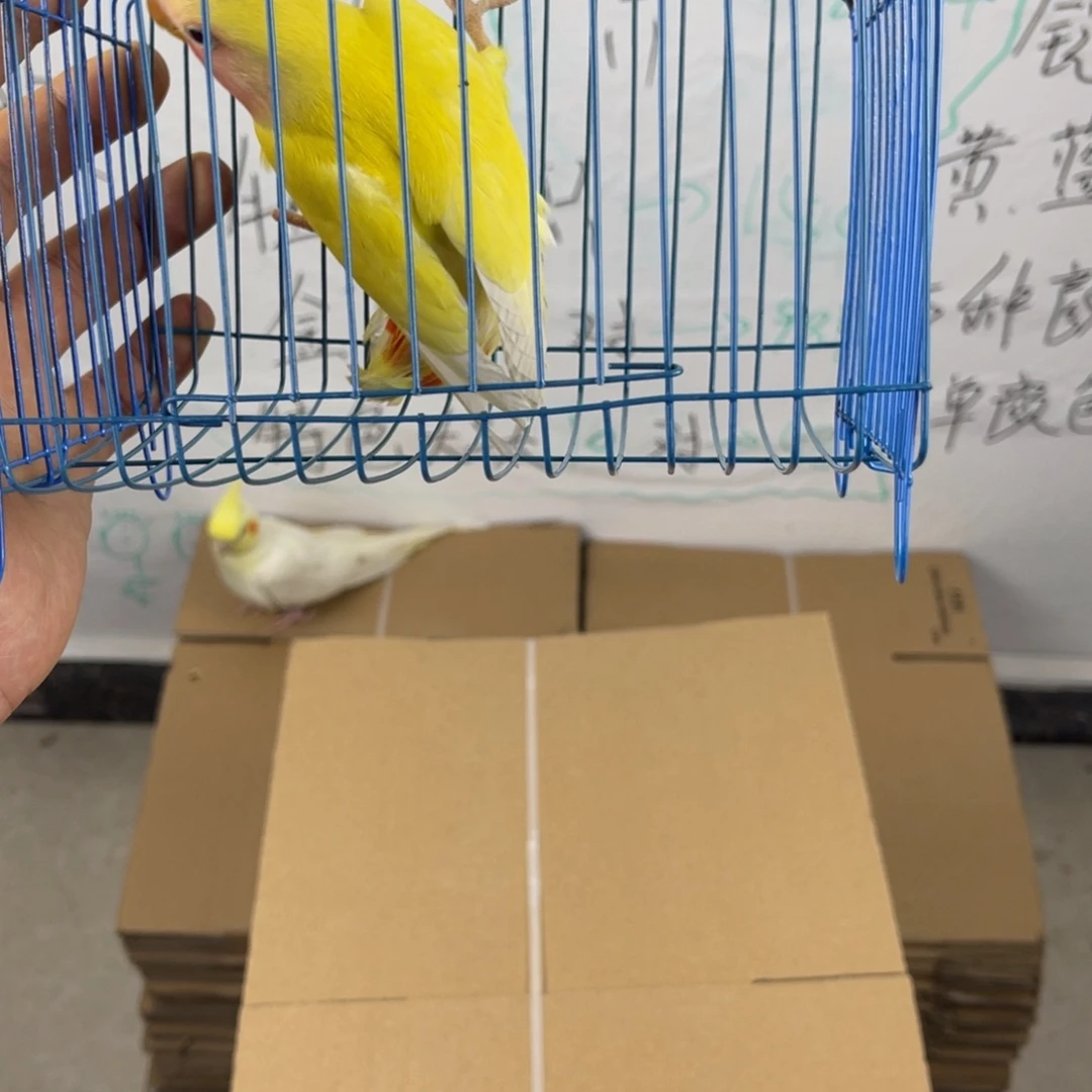 虎皮鹦鹉牡丹一只 拍下不退不换