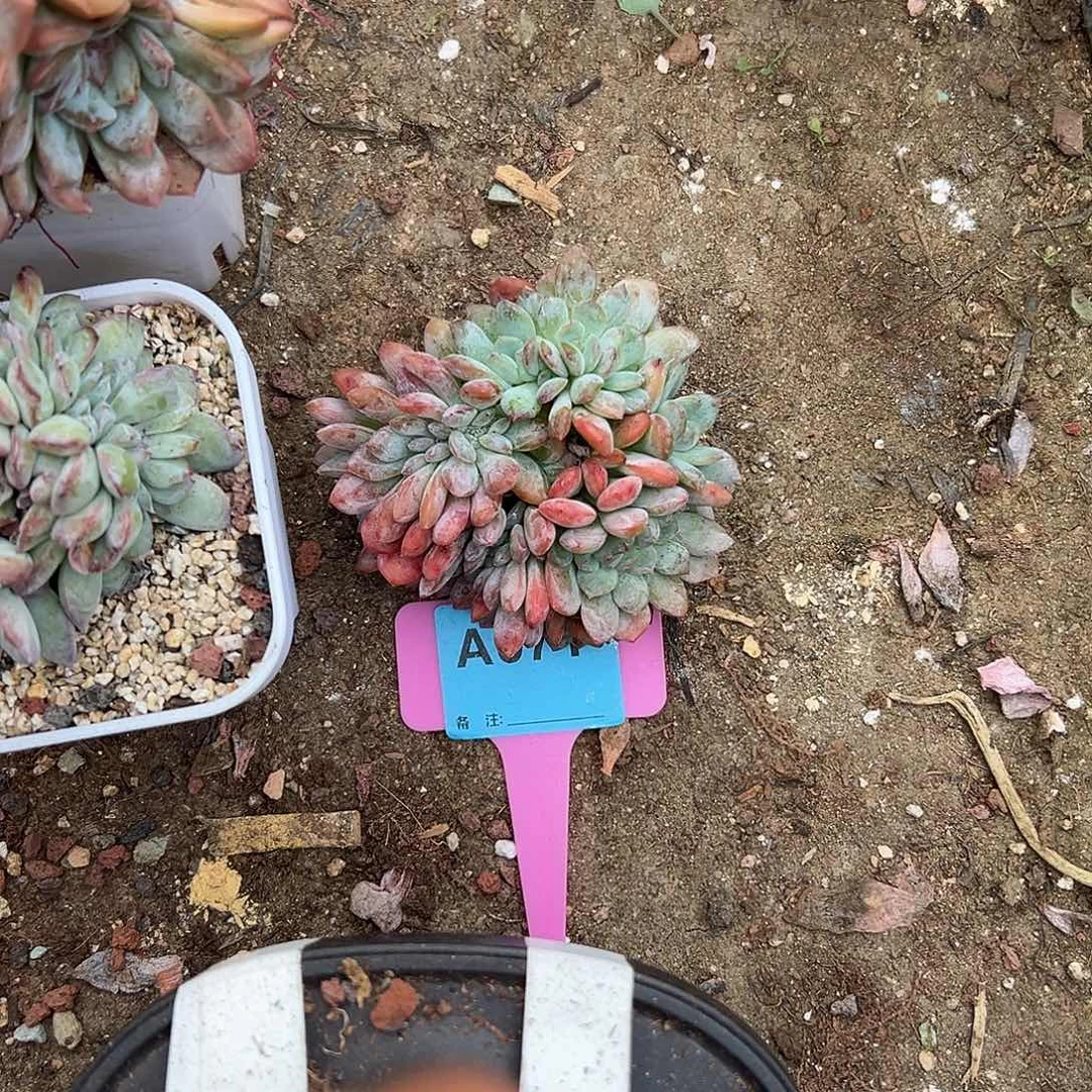 Z***)多肉植物一物一拍