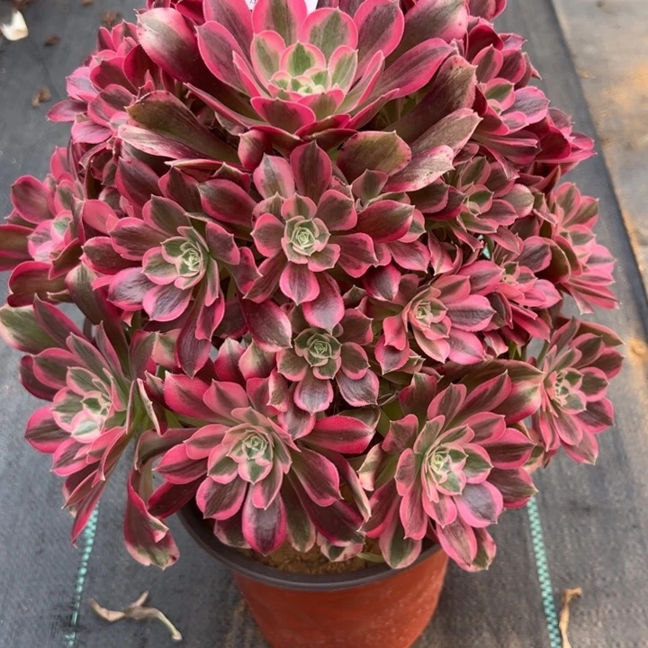 陌***Z951男神30厘米左右多肉