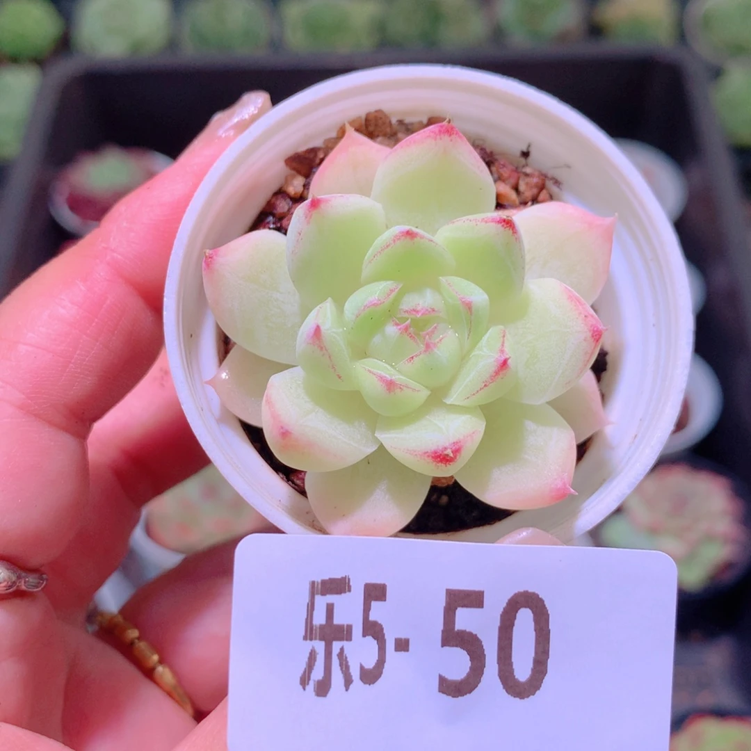 乐然5-50 女王玫瑰