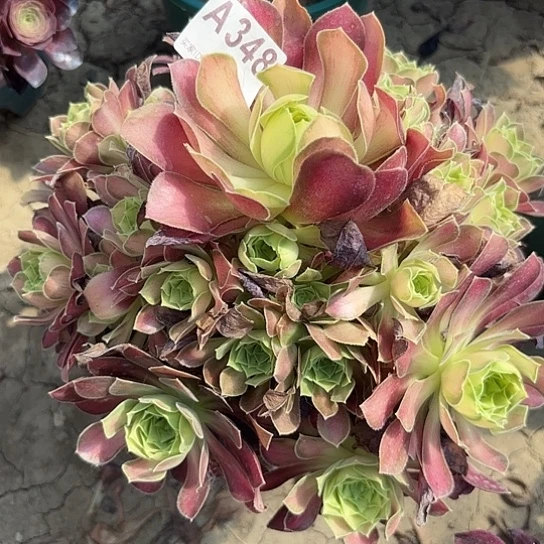 韶华法师手捧8-1