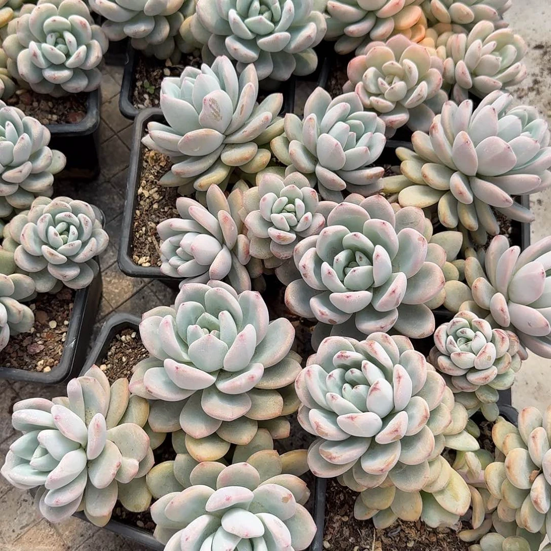 星星雪多头 00000000