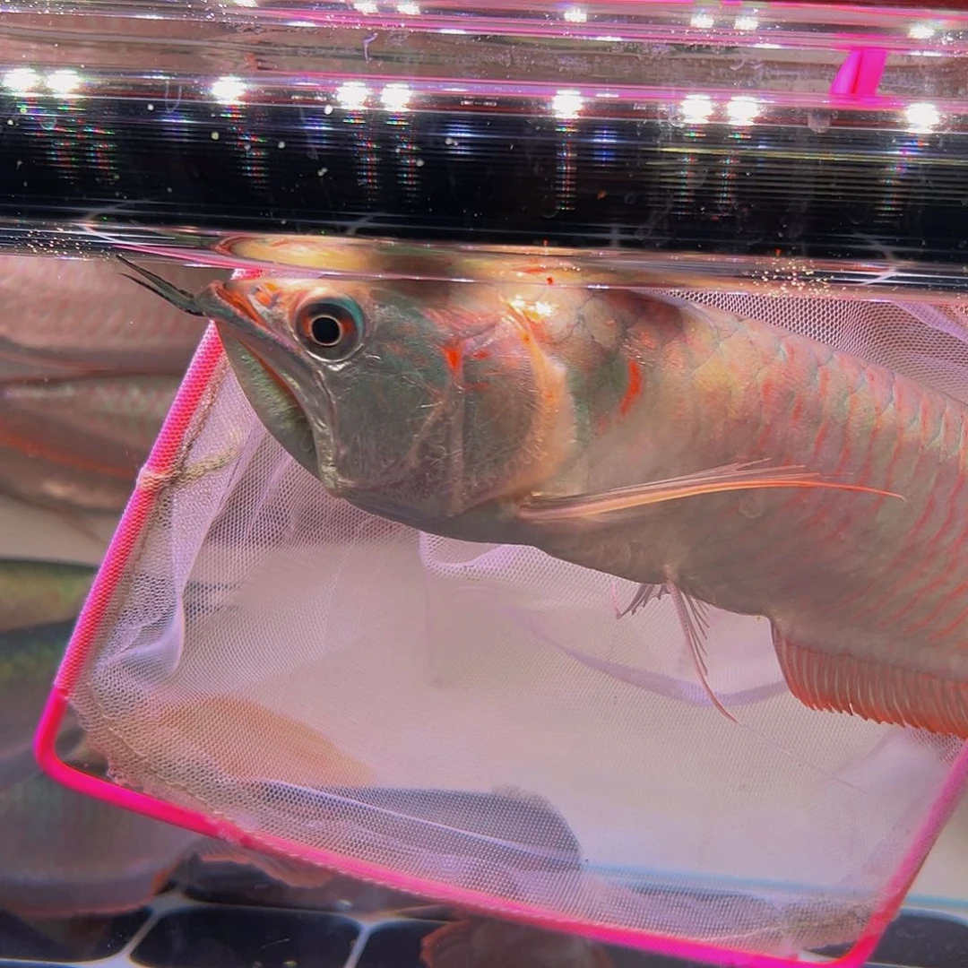 龙鱼南**轩七彩银龙