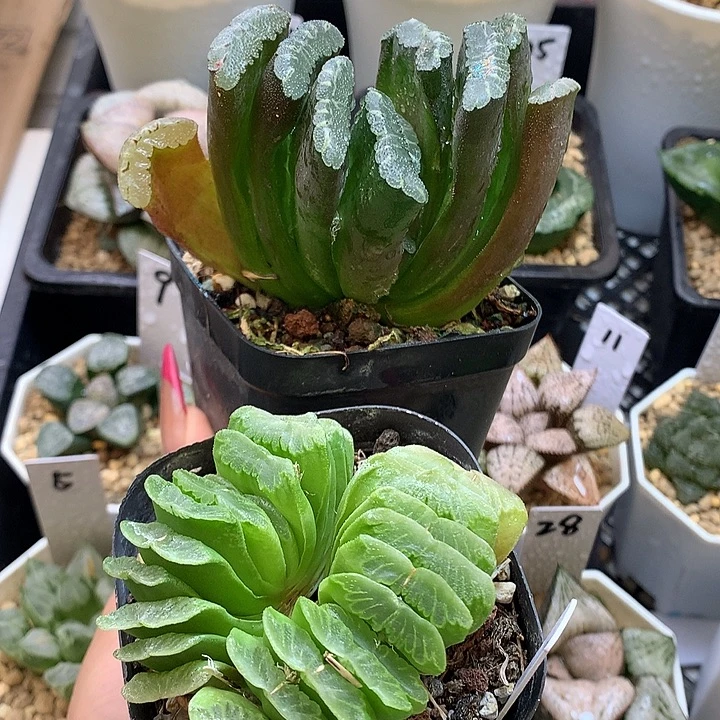 玉扇新手套餐 一物一拍