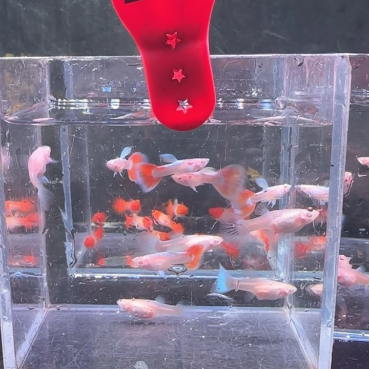 孔雀鱼253号，10条