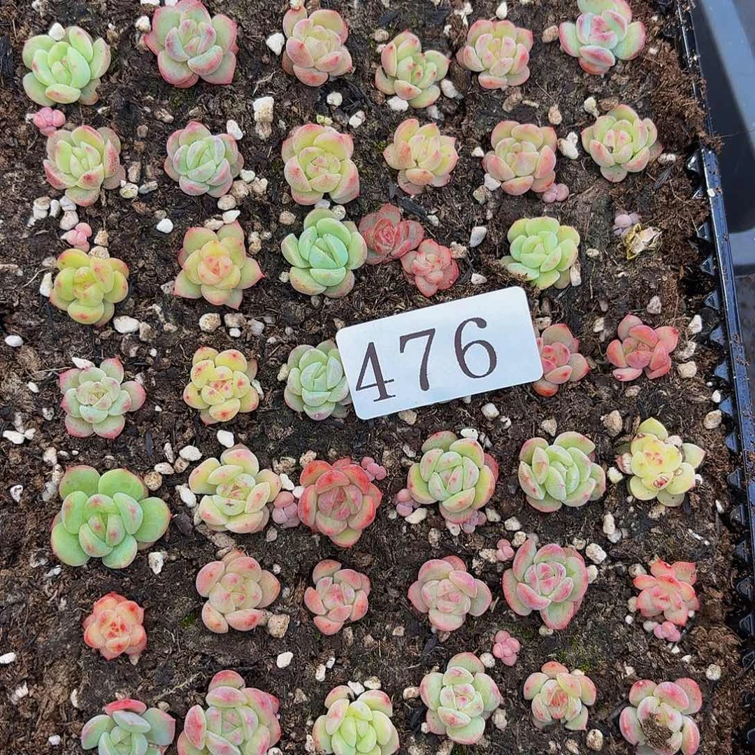 多肉植物多肉植物476