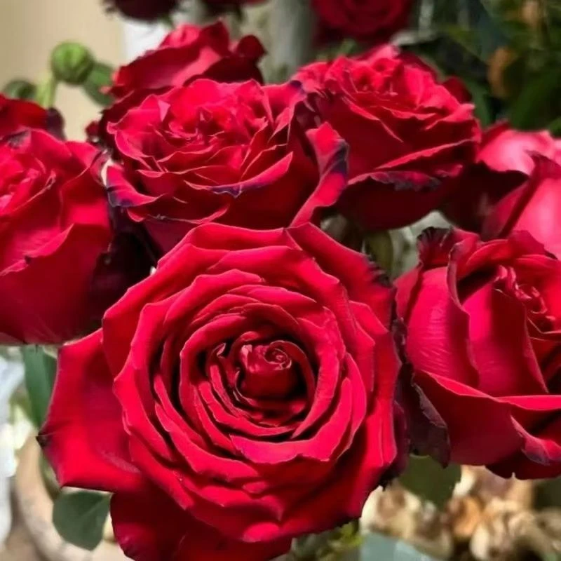 【法兰西红玫瑰】店铺福利 店铺买满2单包邮  5单送配草