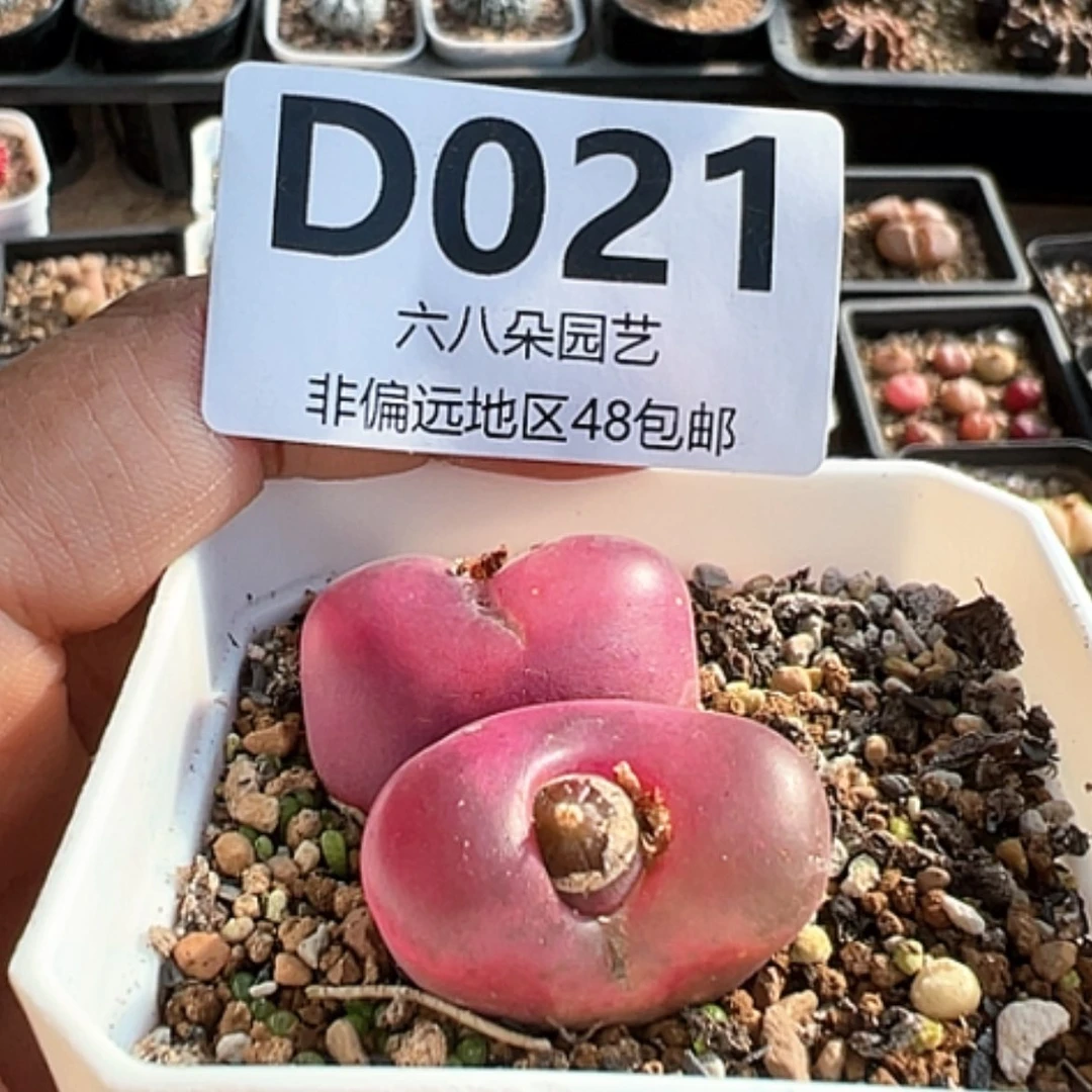 【闪购商品】特价毛