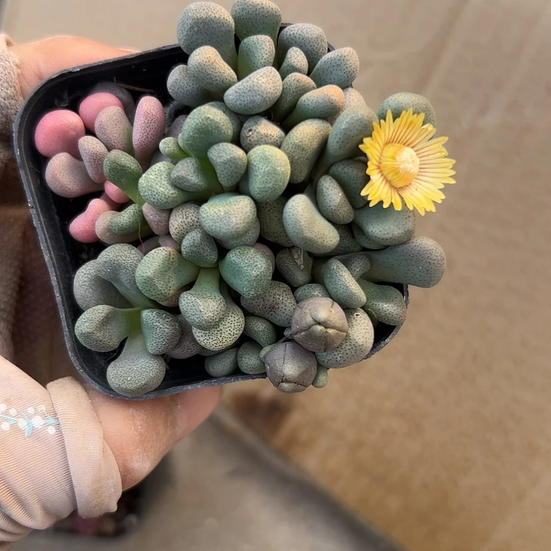 唐扇耳朵植物中央音乐学院