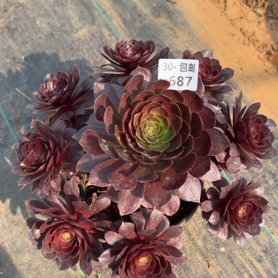 ?687 红魔多肉法师