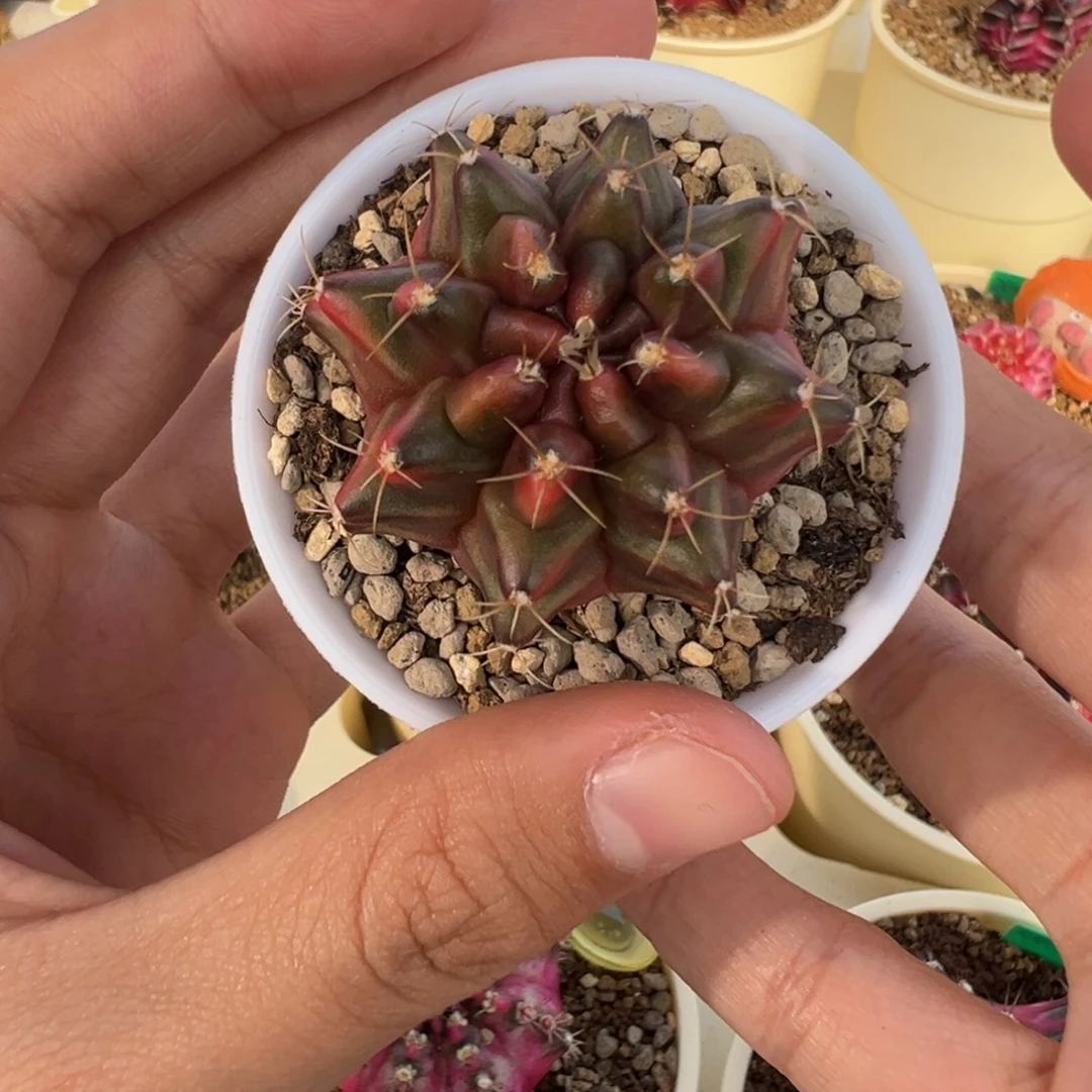 36 好看的米哈冲冲冲