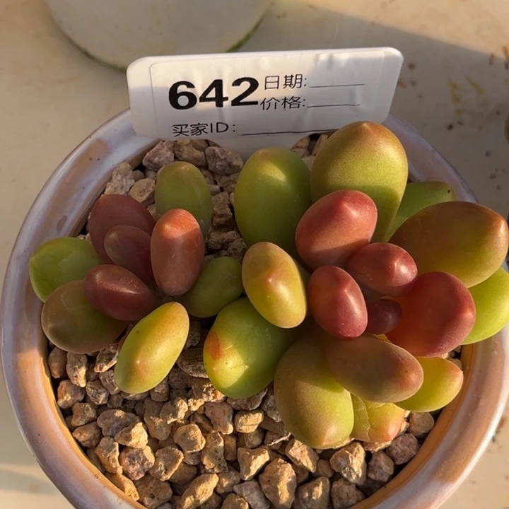 刚果金多肉植物642