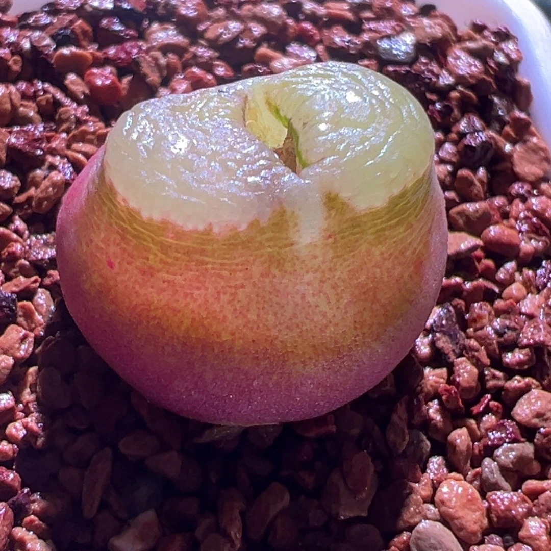 1597，大雪茄，肉锥植物