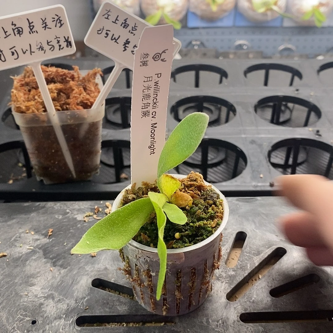 无花朵月光鹿角蕨