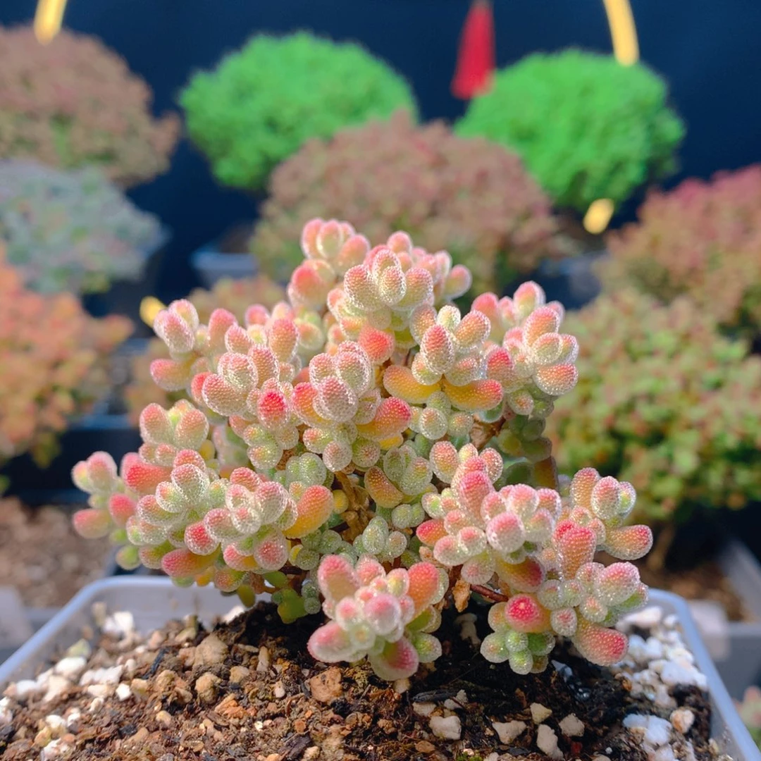 山*℡c315实生冰晶枝干番杏