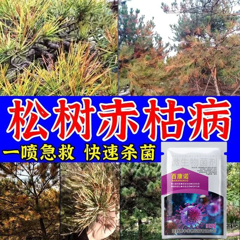松树松针发黄脱落专用赤枯病松树叶枯病专用叶斑病梢枯病黄化病