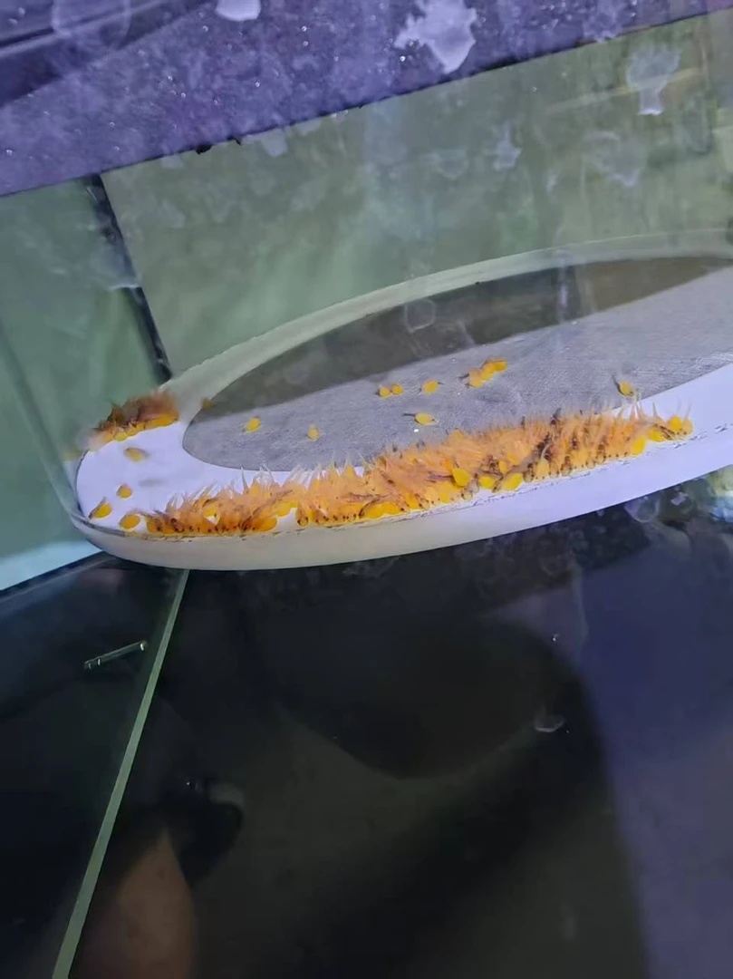 异型鱼刀锋胡子鱼卵一颗（凭开箱视频报损，不包入缸损）