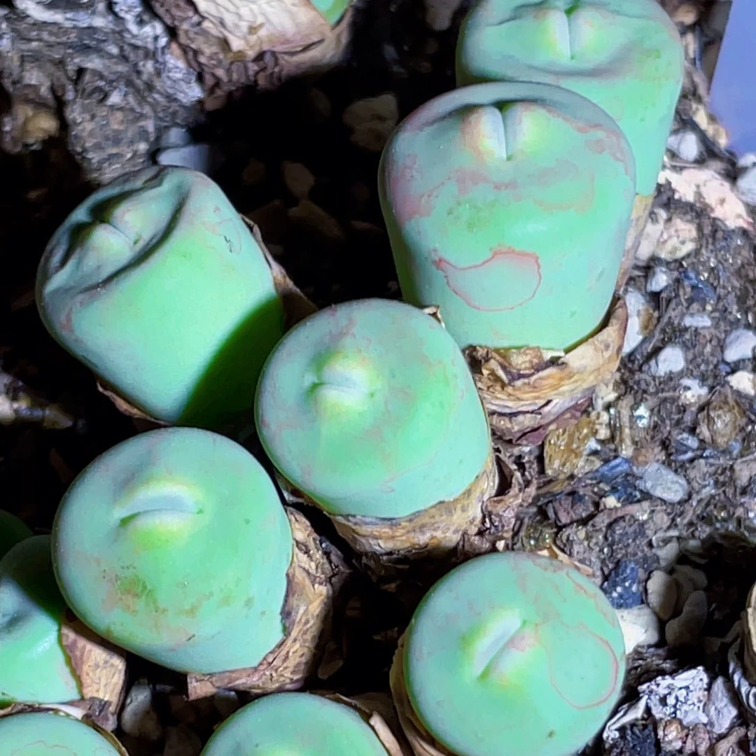 玻尿酸大嘴植物一物一拍