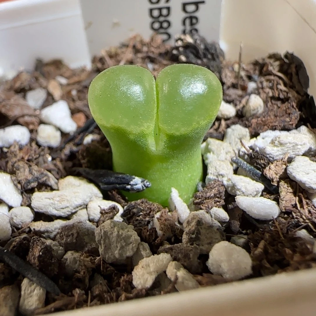 肉锥多肉植物组合-极窗1518