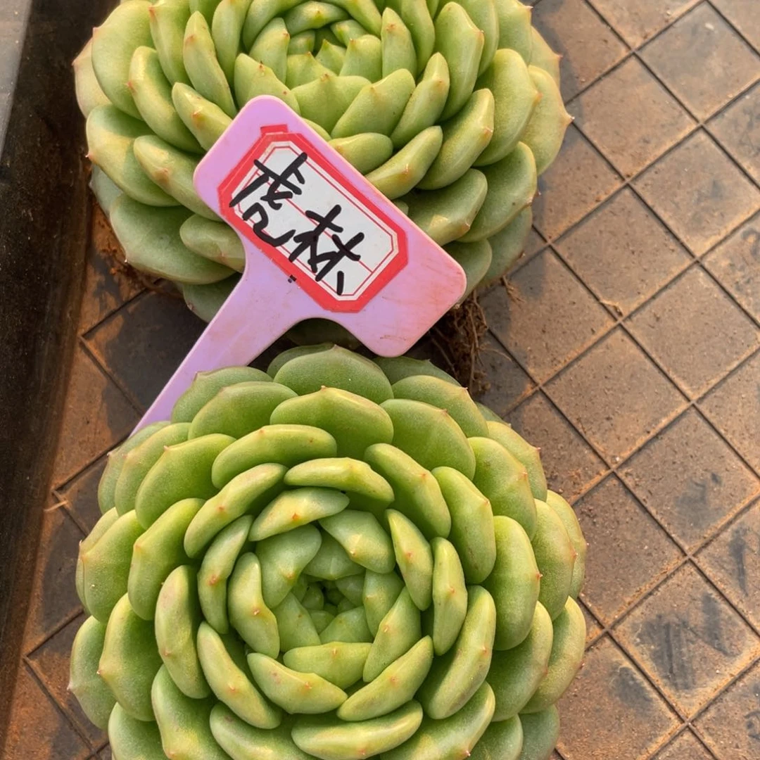 虎****）姐姐说她真的不是一般喜欢