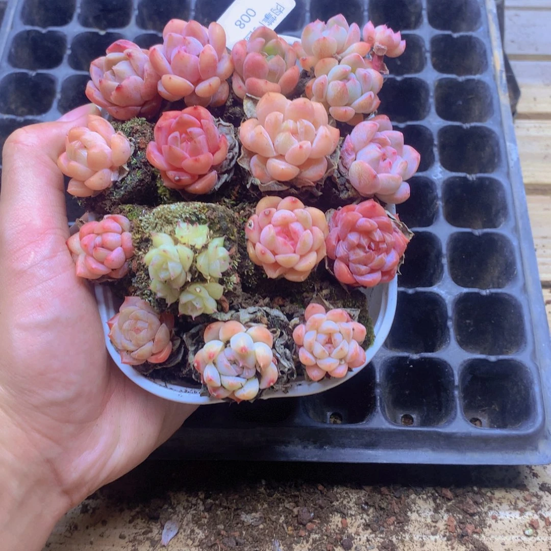 我要去看你了啊我的008