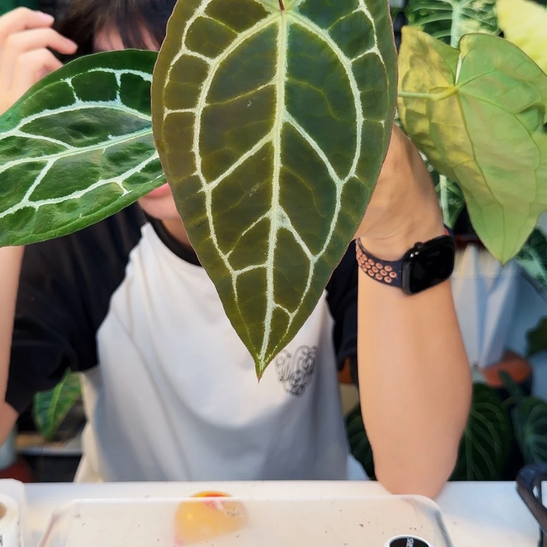 不开花植物T131  神光杂撕裂纹