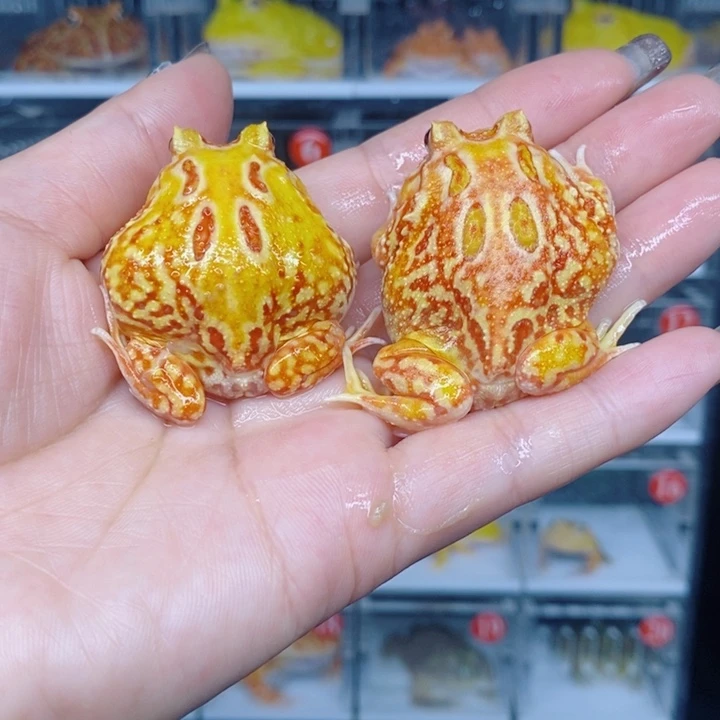 角蛙恭喜发财大吉大利