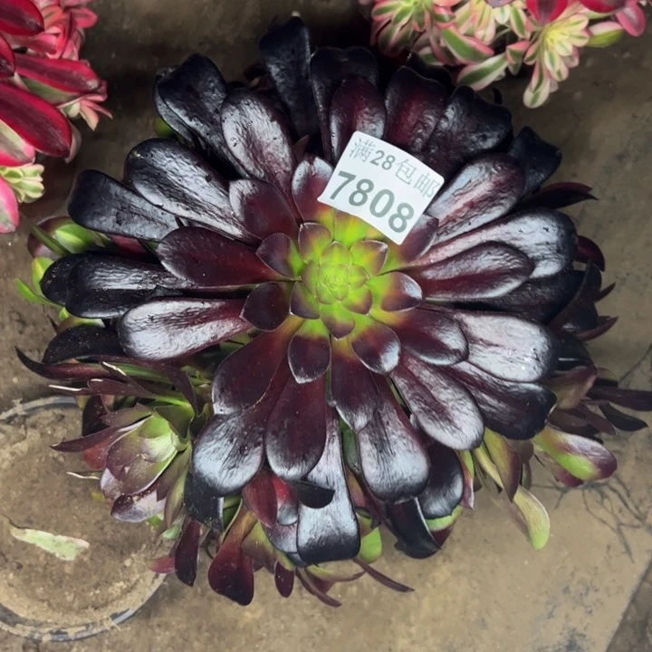 7808法师多肉植物