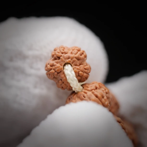 至臻·老树梅花108金刚菩提子