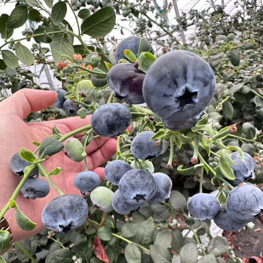 蓝莓树果苗带果蓝莓苗盆栽l25蓝梅树树苗南北方种植奥尼尔蓝美1号