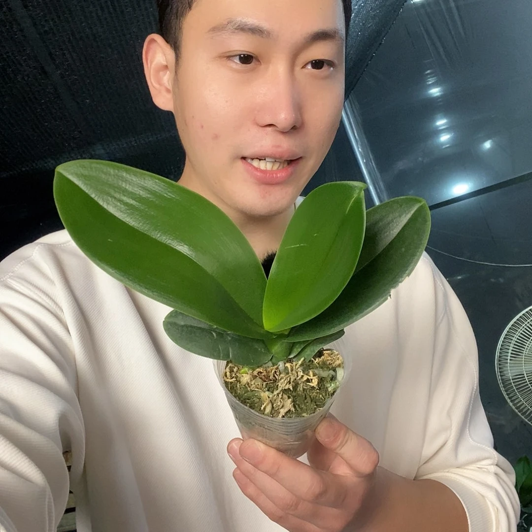无花朵金边蕾丝2.8