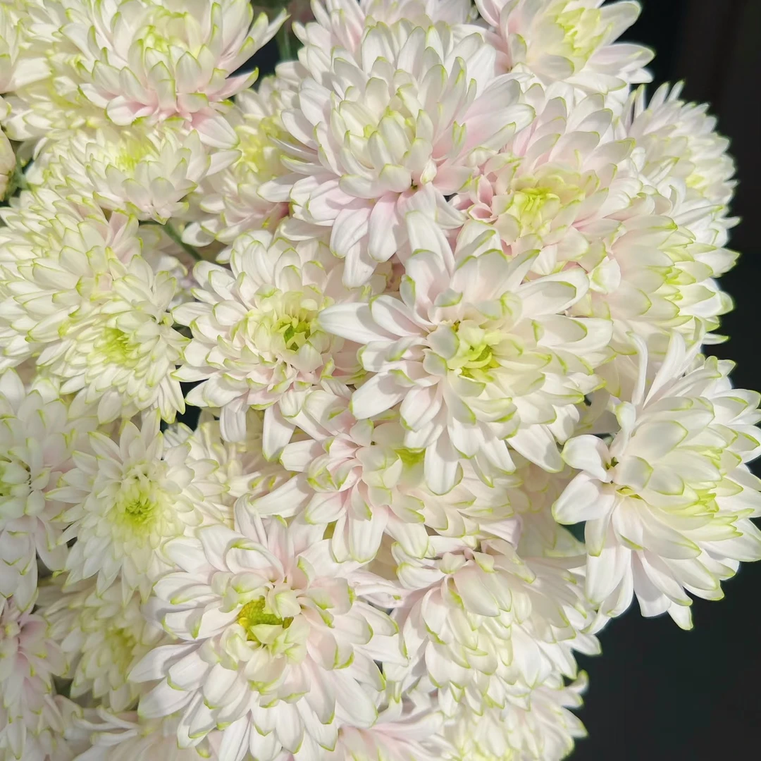 【仲夏小菊】小菊不包邮，偏远补运费