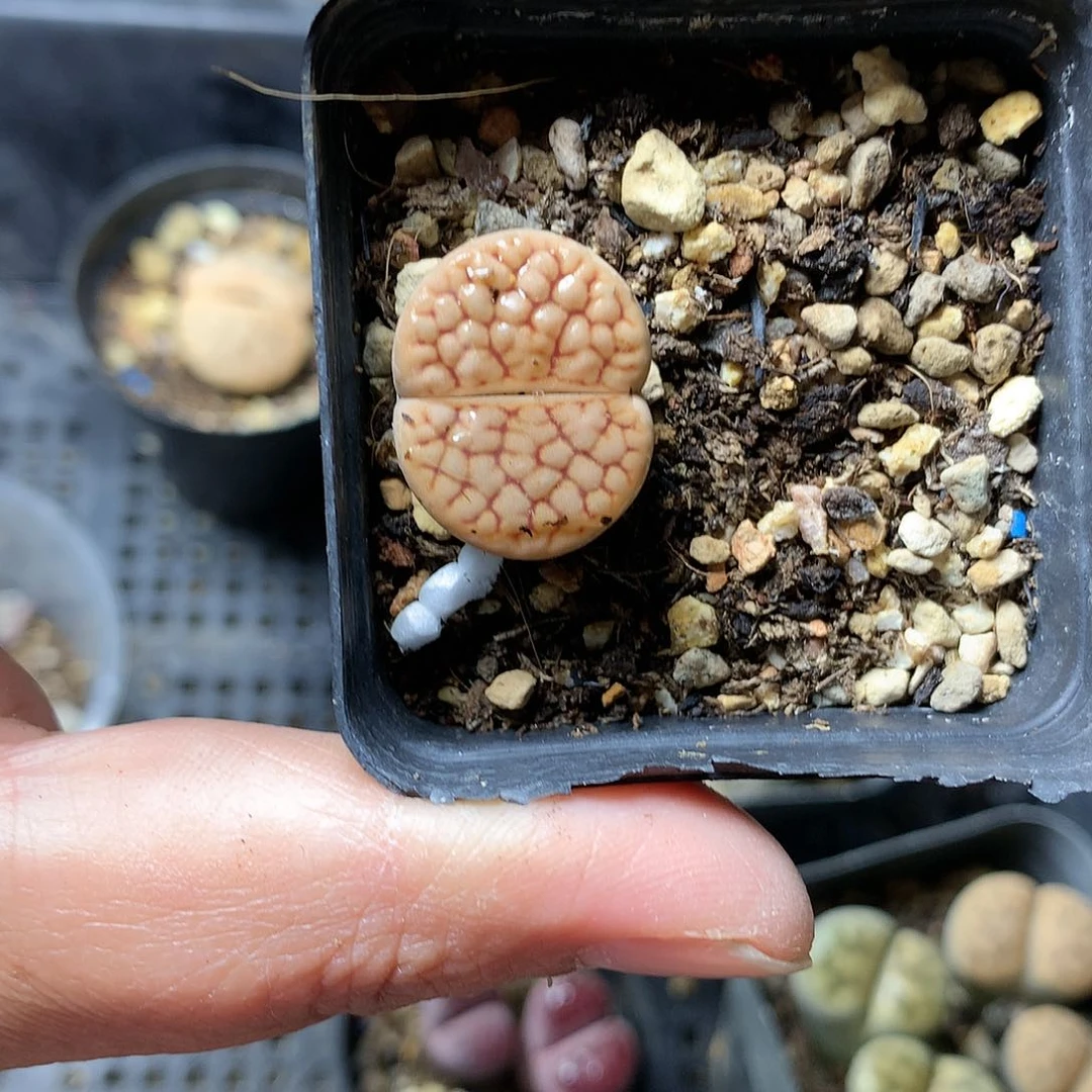 T406多肉植物保护