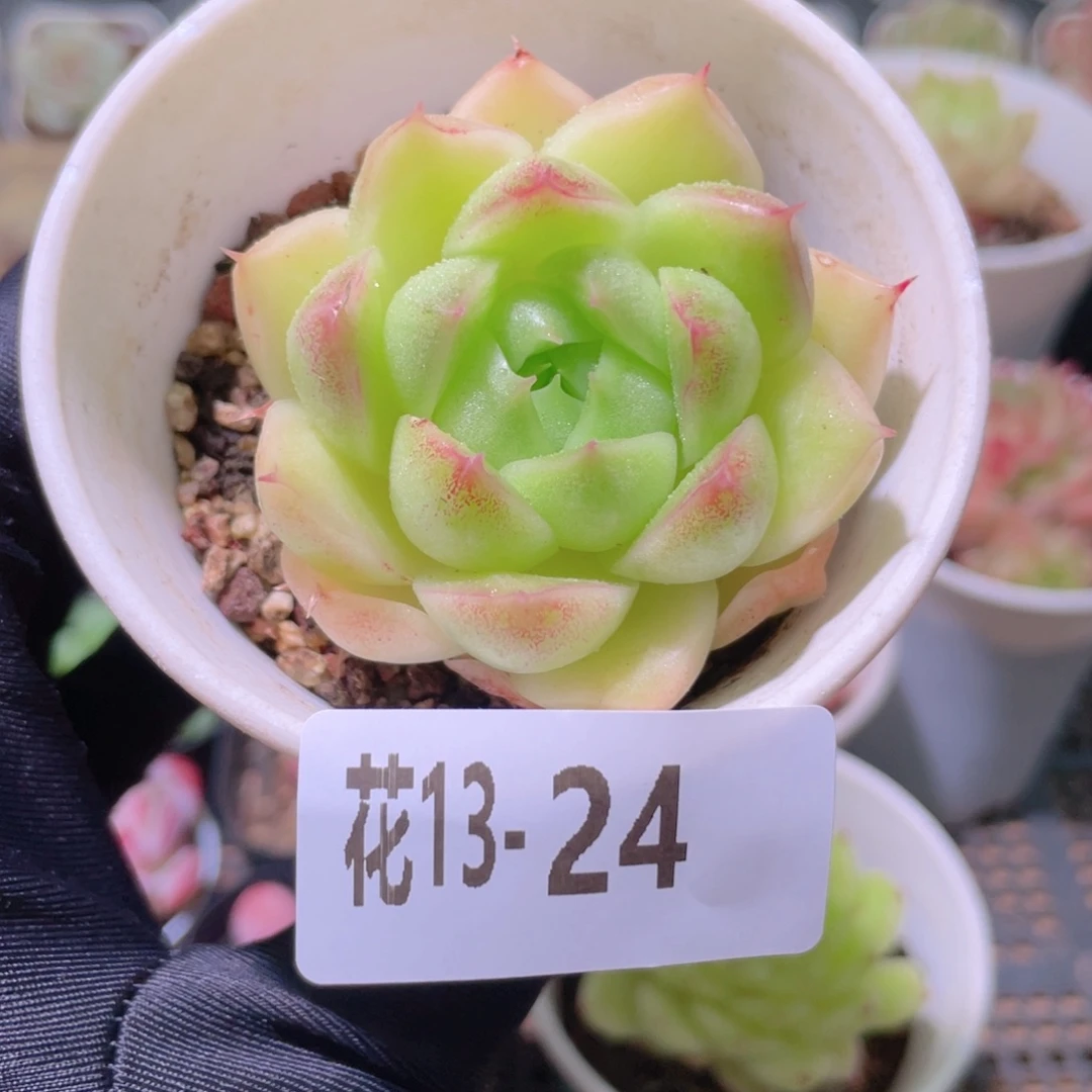 花利美13-24麦秆单头