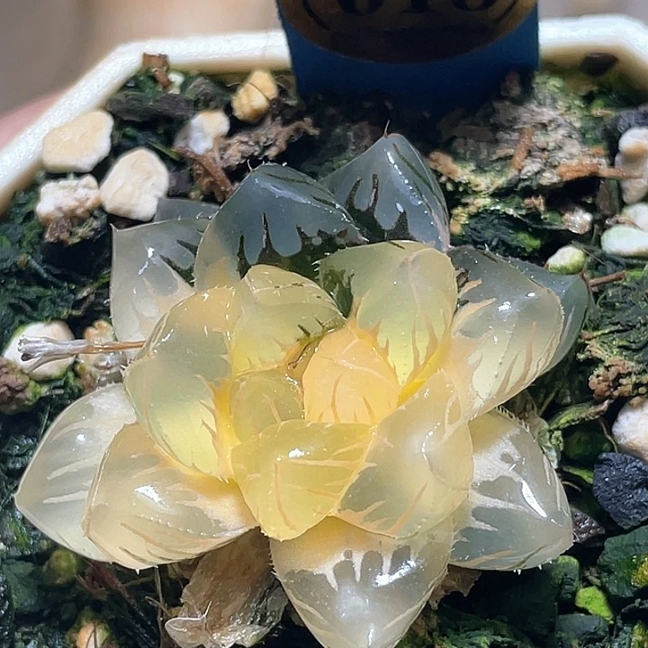 618水中月一物一拍