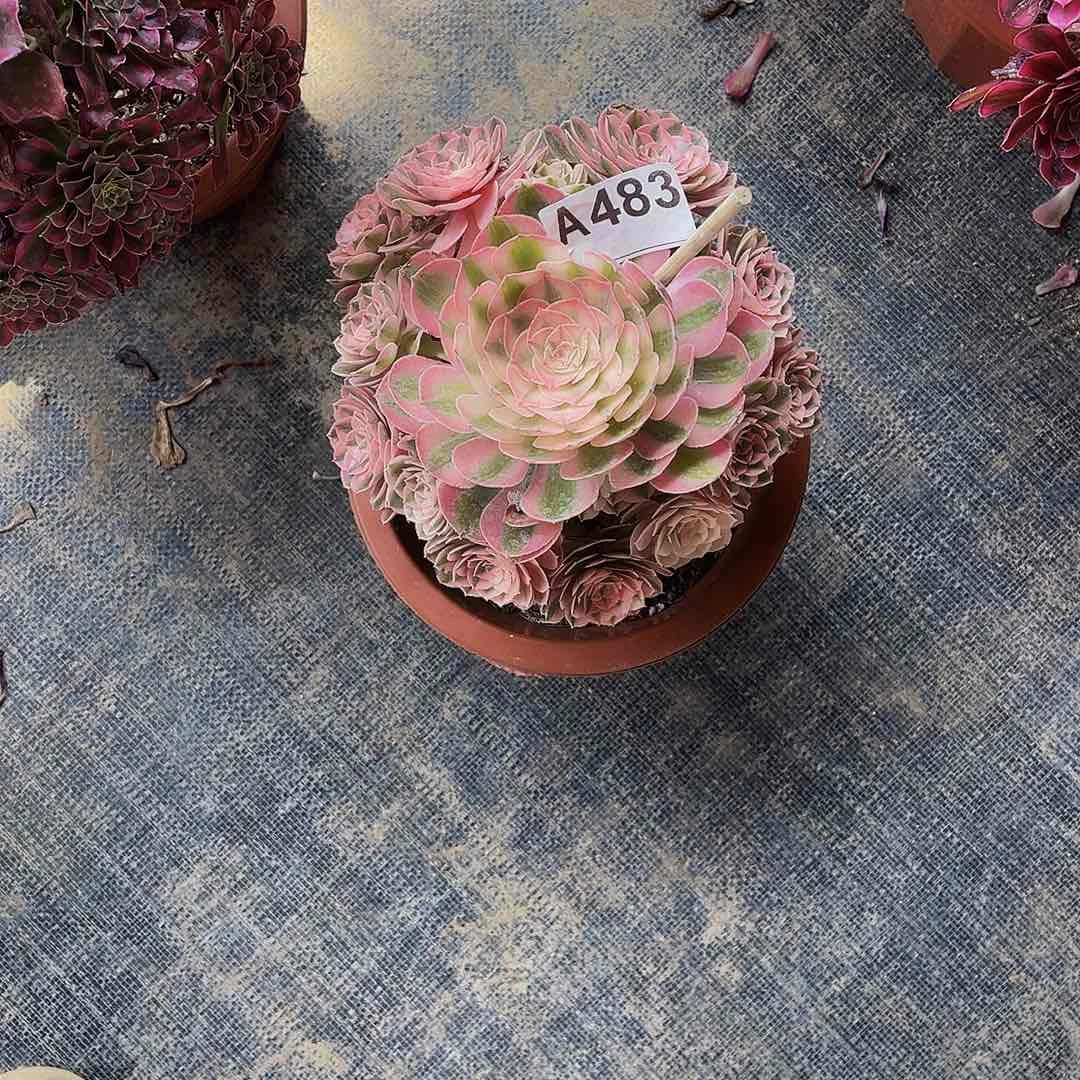 嘻**?荔枝483带盆发货