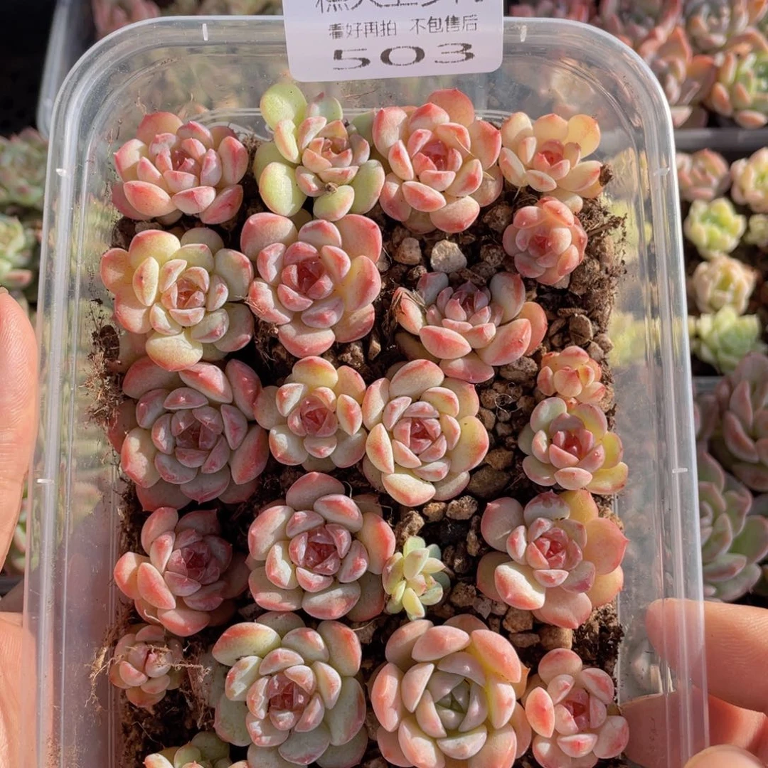 糕大上多肉植物503