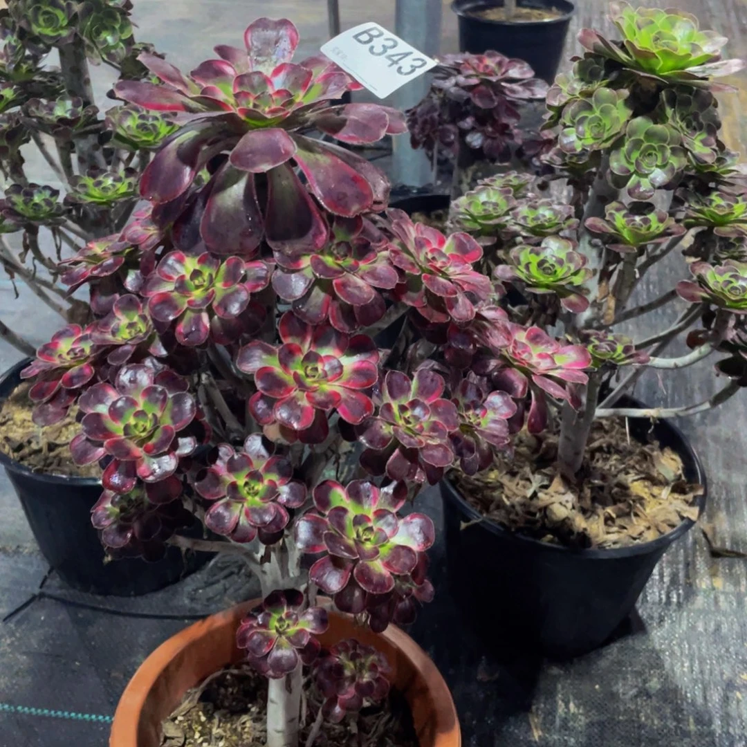 福***多丽娜多肉植物 343000