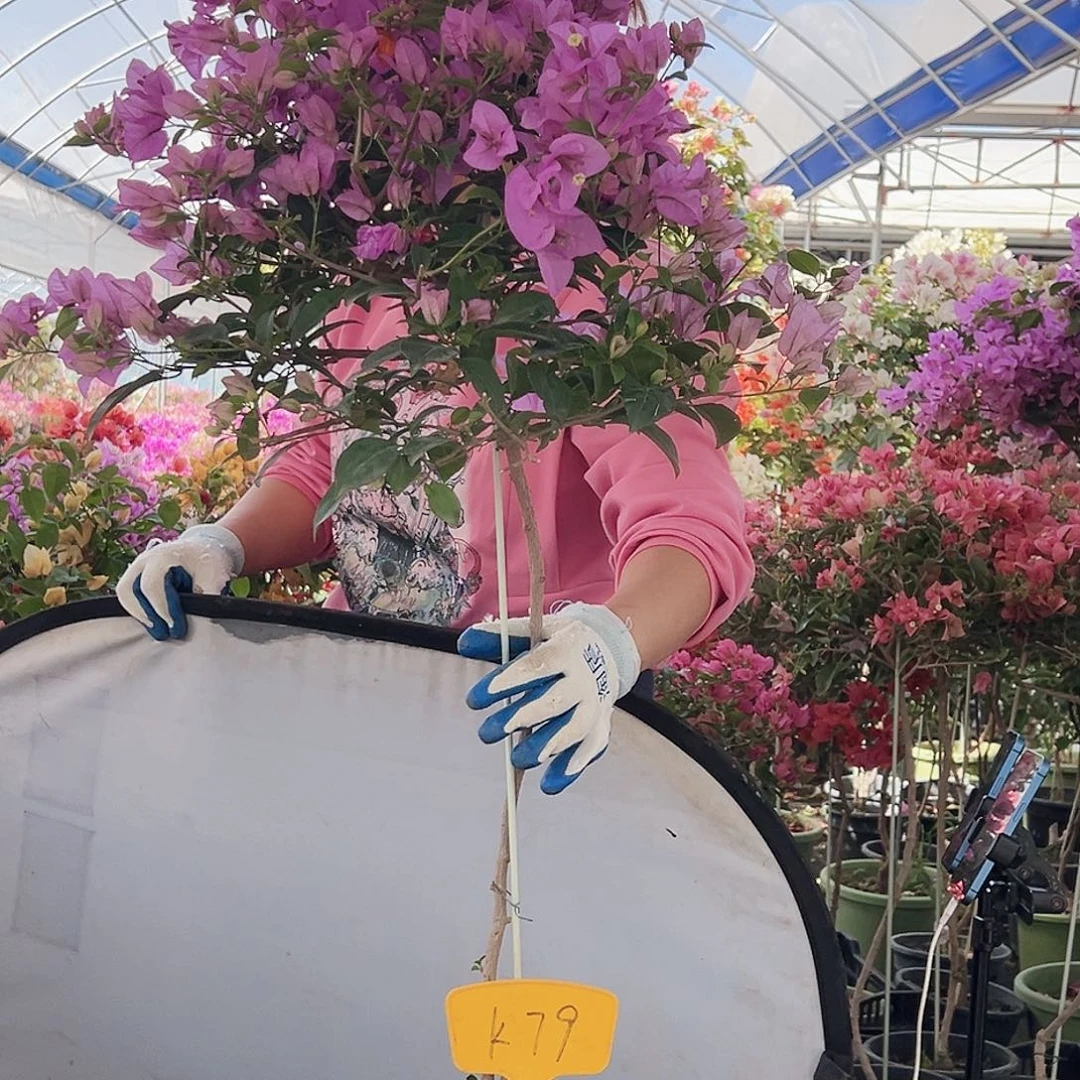 小****大部分花苞少量开放K79巴西紫