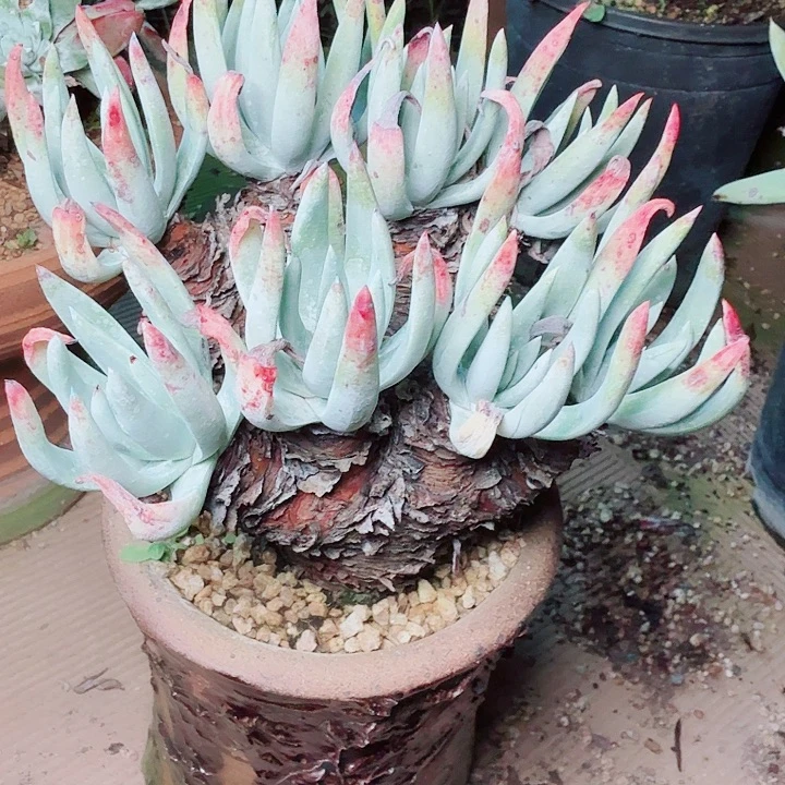 6370海瑟仙女杯多肉