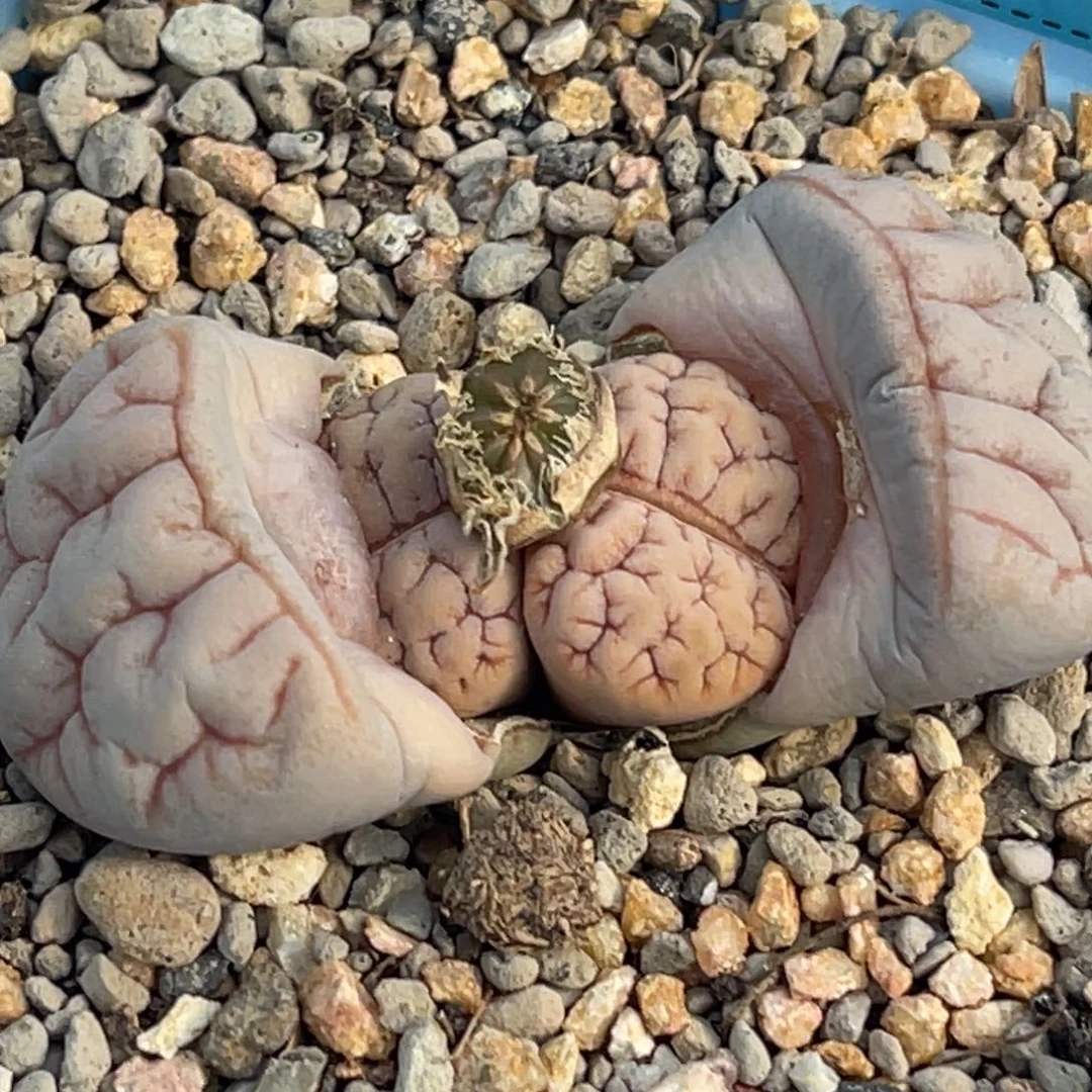 9637粉色铁189一颗