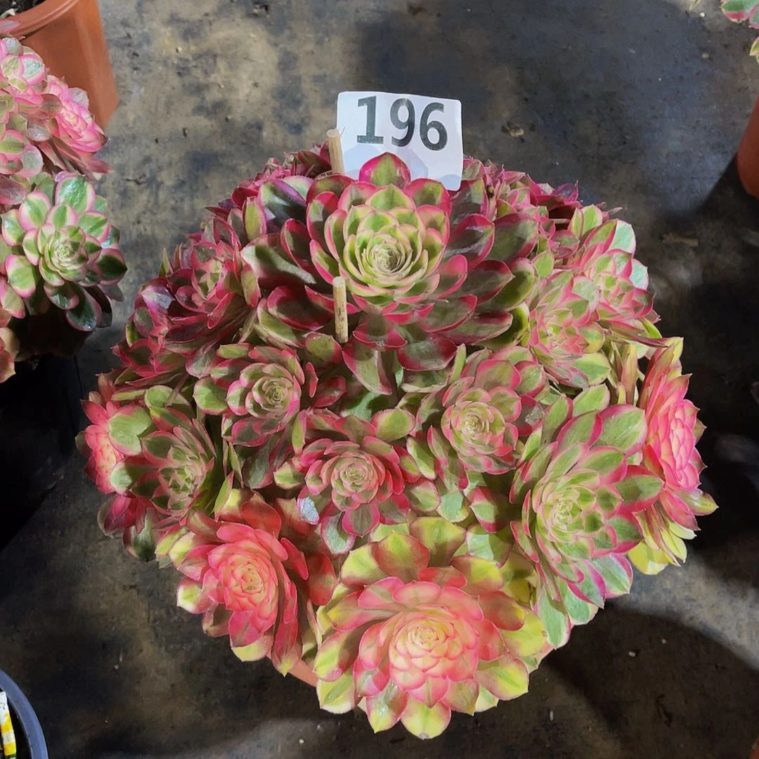 二**姨白糖荔枝196拖土发货