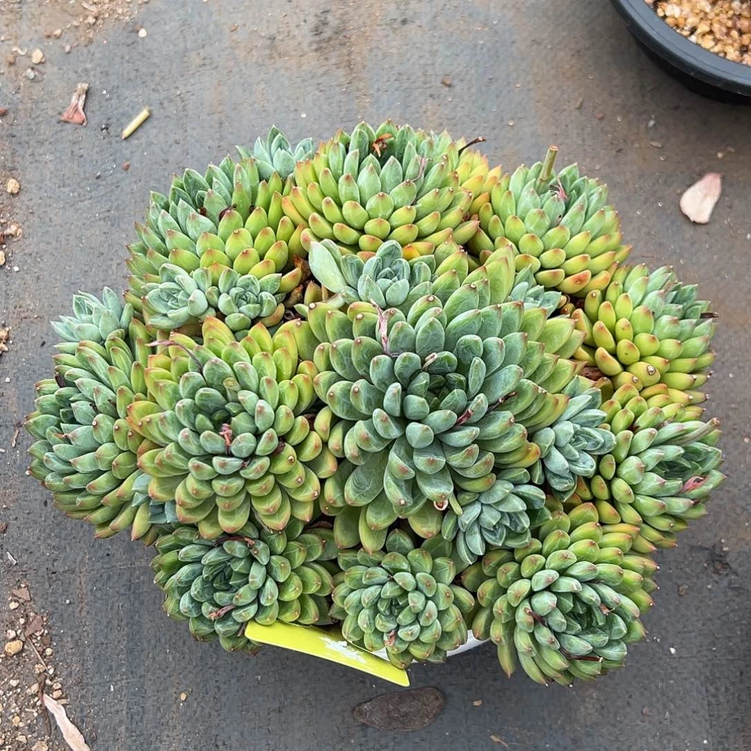 609160 星际迷航大群无砍，福利商品