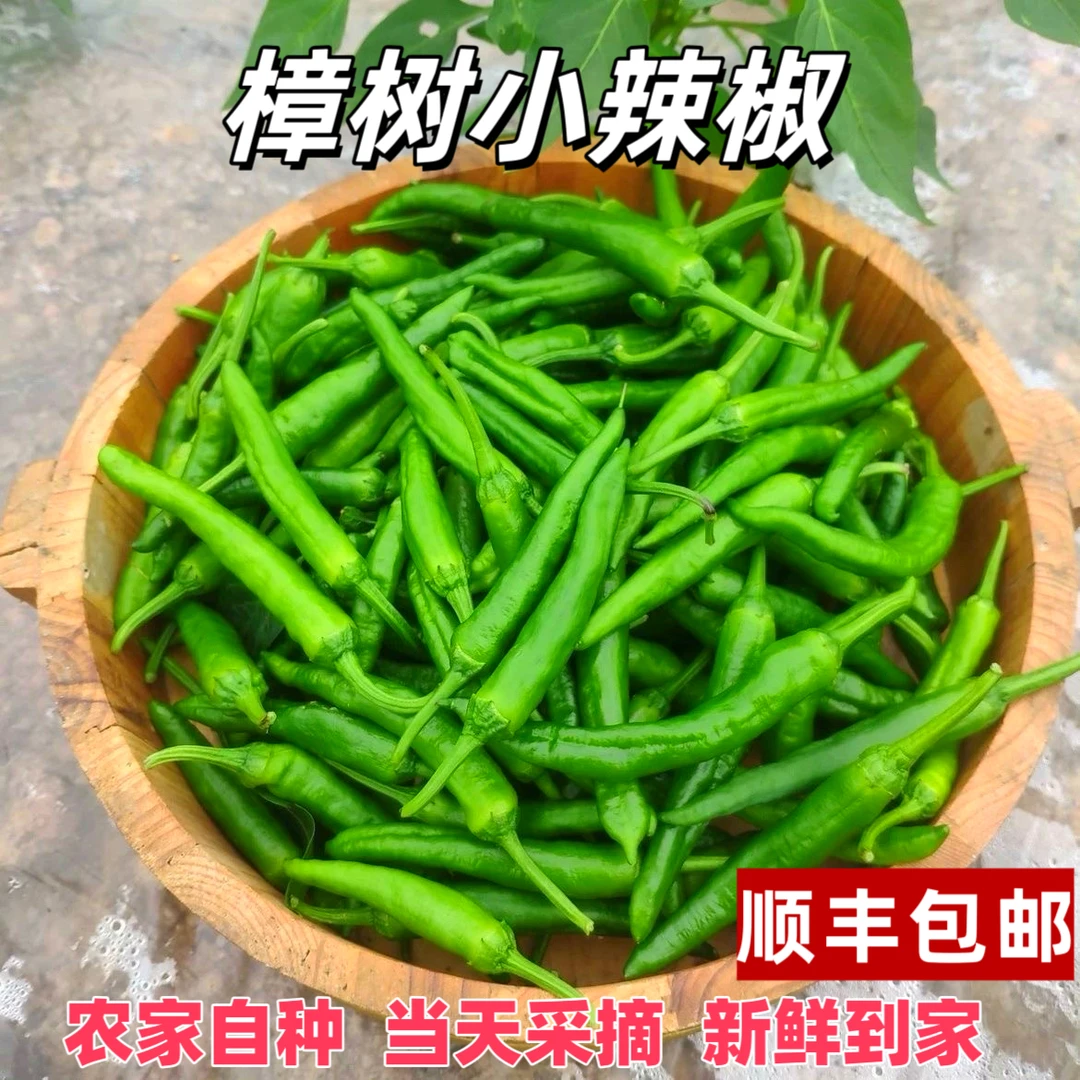 【顺丰包邮】樟树薄皮青椒农家自种湖南品种微辣软糯鲜辣椒虎皮辣椒