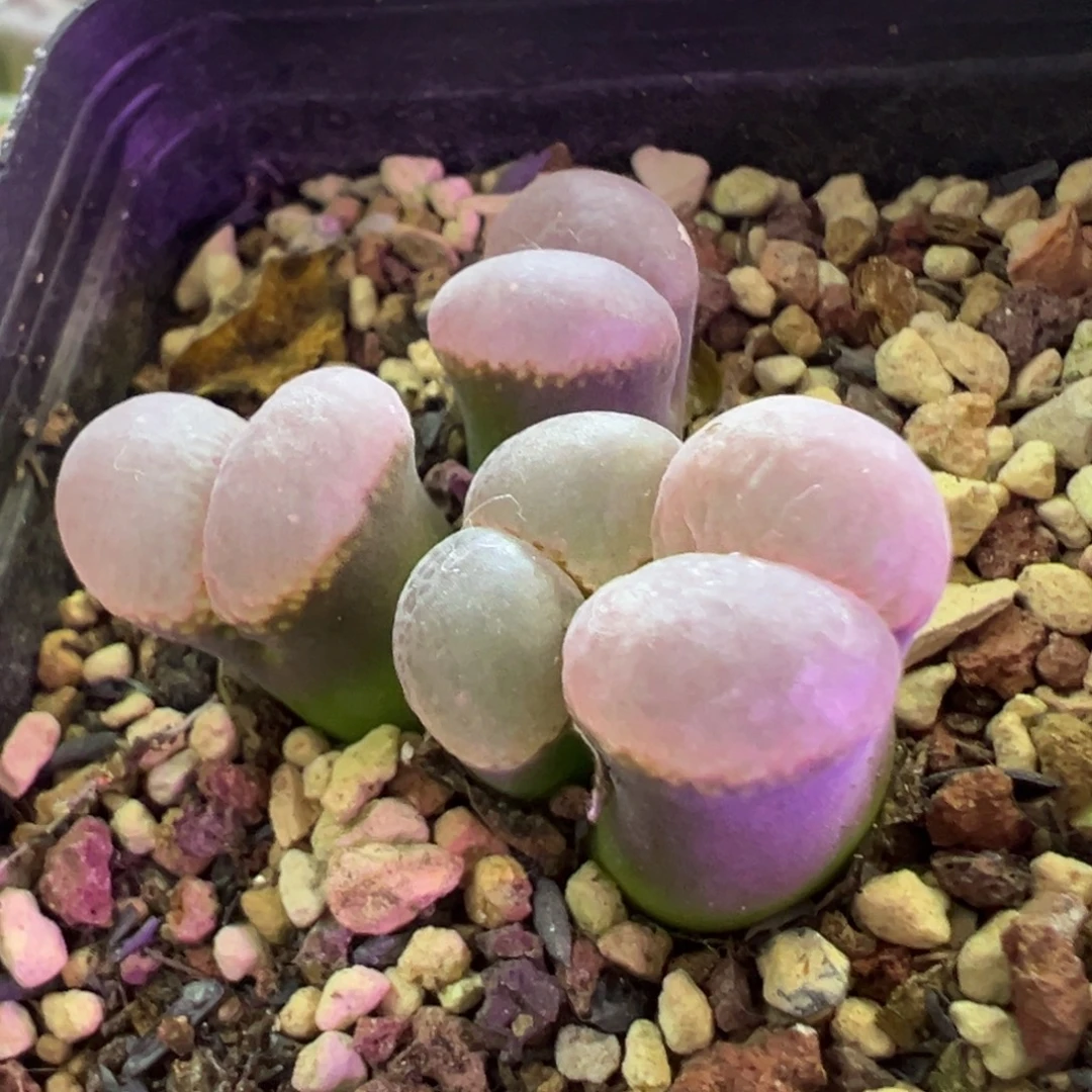 S***o补差价 肉锥植物