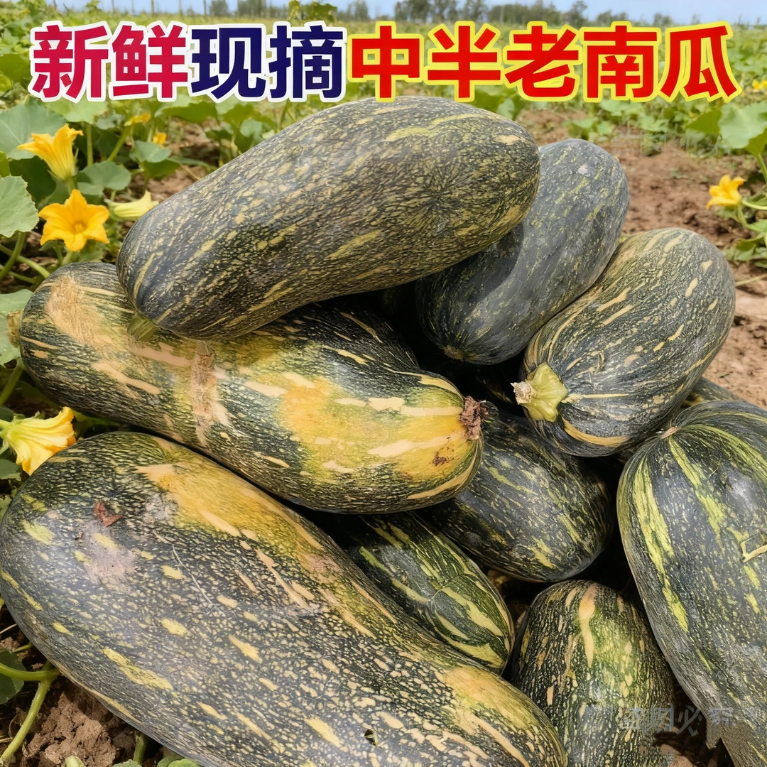 现摘半老南瓜新鲜蔬菜倭瓜菜花皮南瓜青窝瓜花南瓜绿南瓜去皮炒菜