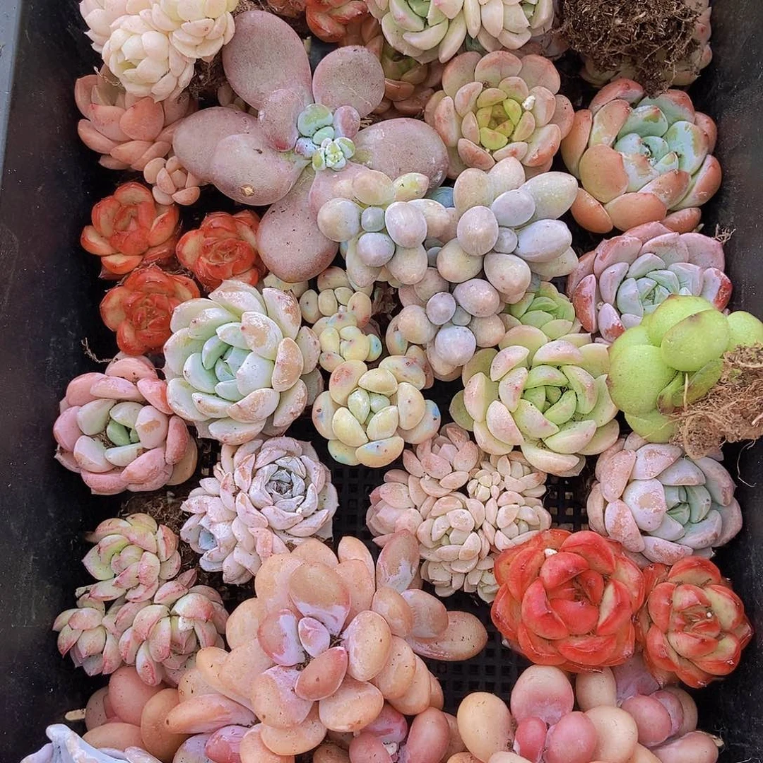 00000000001量拍保底20颗