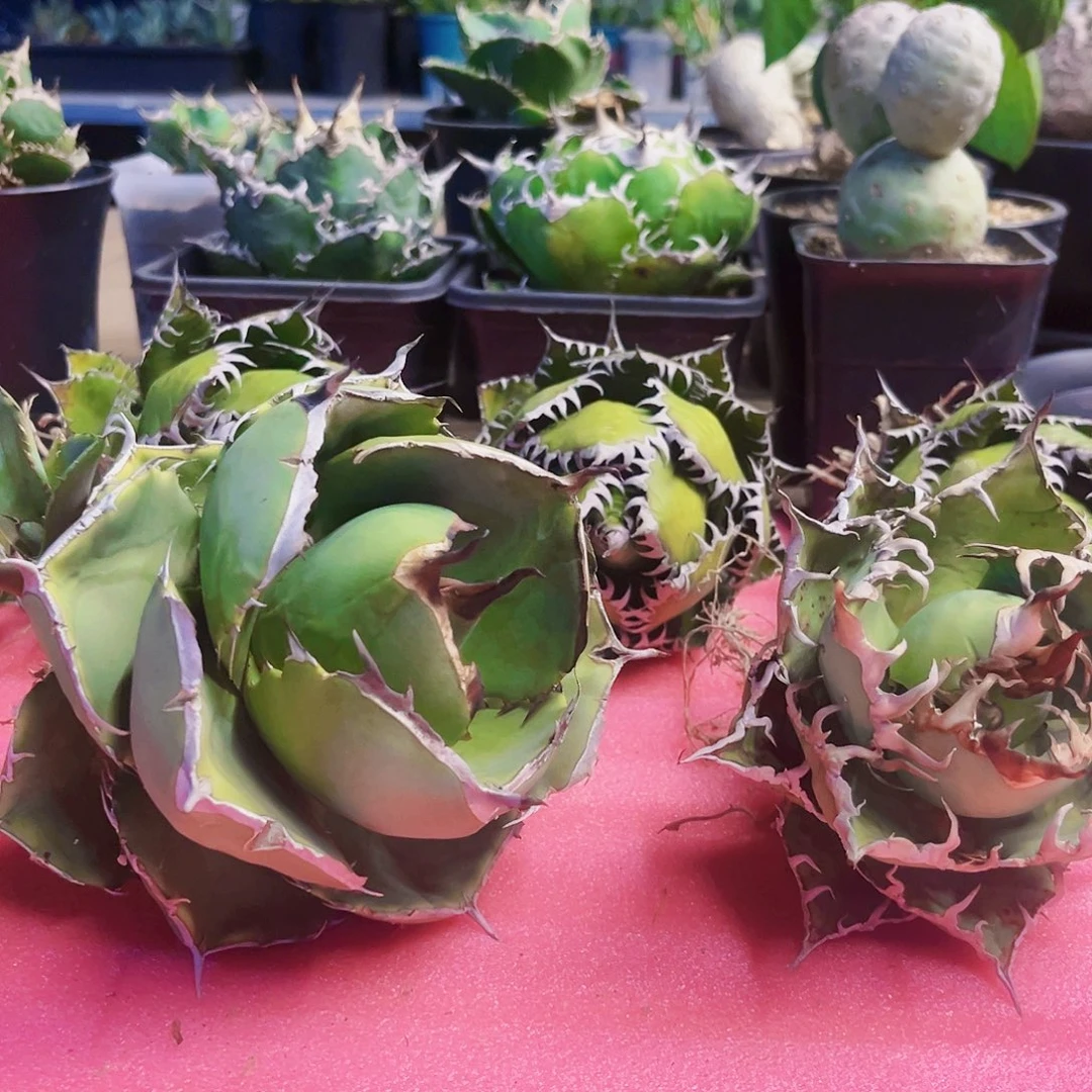 龙舌兰仁王冠6666667777