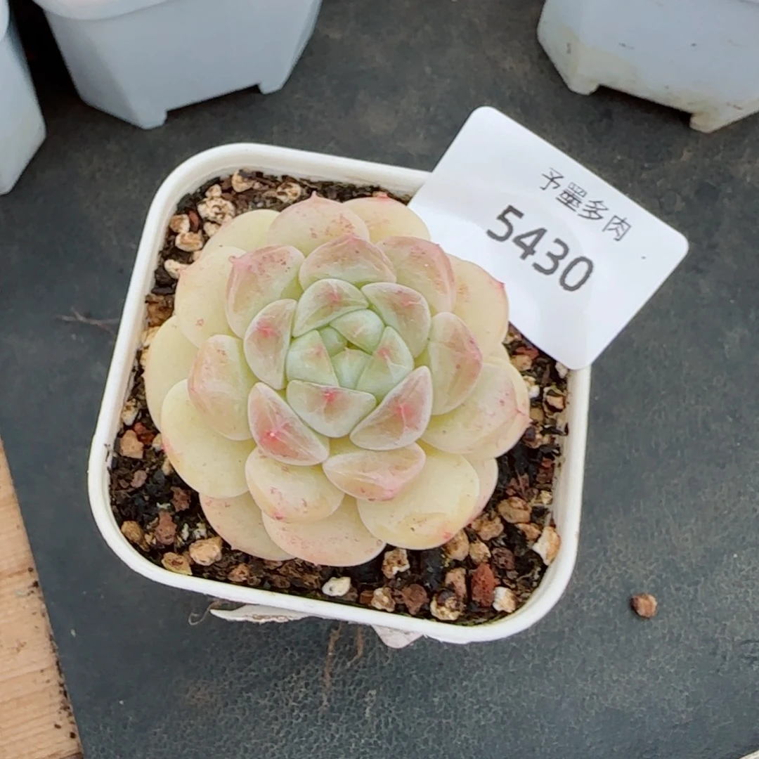 小奶龙，5430多肉植物