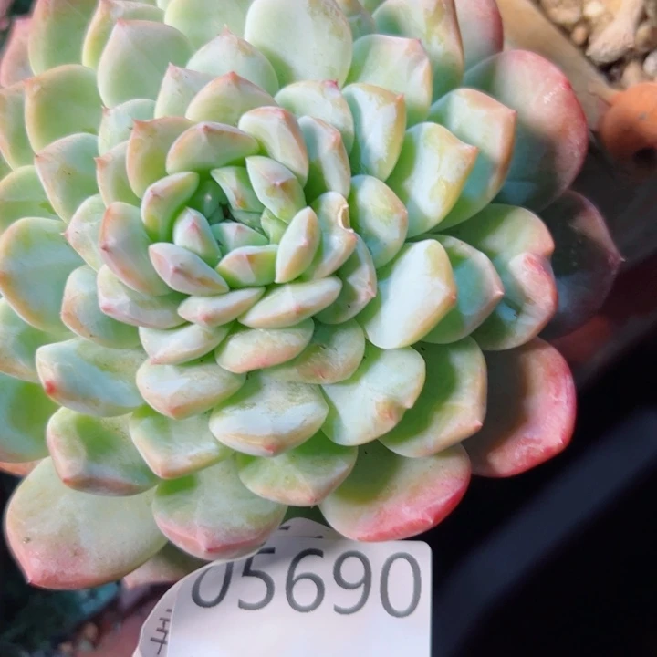 幸运的是我还没遇到过